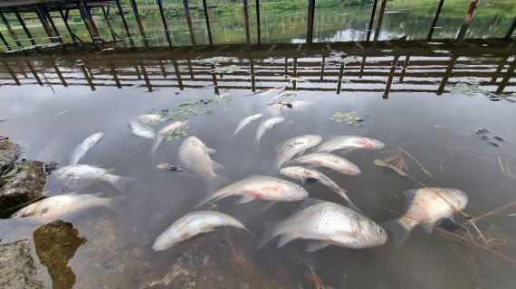 울산서도 올해부터 동물 질병과 사망 원인 규명 가능