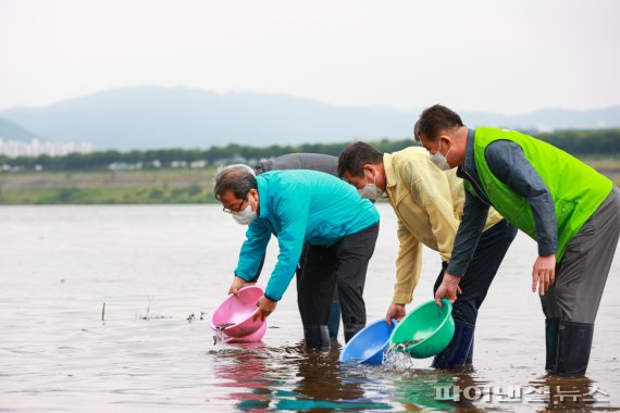 남양주시 붕어 63만마리 방류…동양하루살이 천적