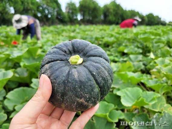 제주산 미니단호박이 본격 수확되고 있다.