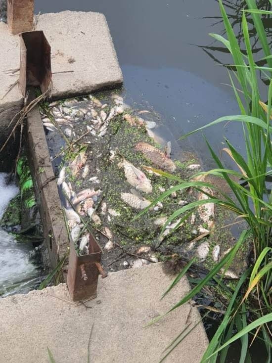 쿠팡 덕평물류센터 화재 진화에 사용된 오염수가 하천으로 흘러들면서 떼죽음한 물고기 모습./ 사진=송석준 의원실 제공