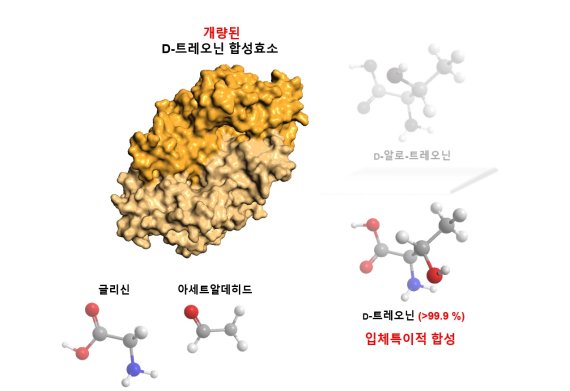 한국생명공학연구원 이승구 박사가 공동연구를 통해 개량된 합성효소를 이용, 글리신과 아세트알데히드로 고순도 D-트레오닌을 만들었다. 생명공학연구원 제공
