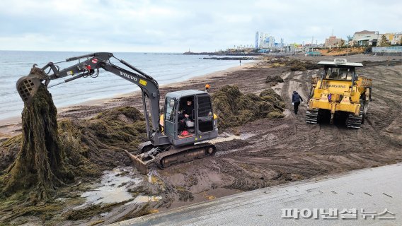 제주도 해안가로 밀려든 중국발 괭생이모자반 수거작업. [제주도 제공]