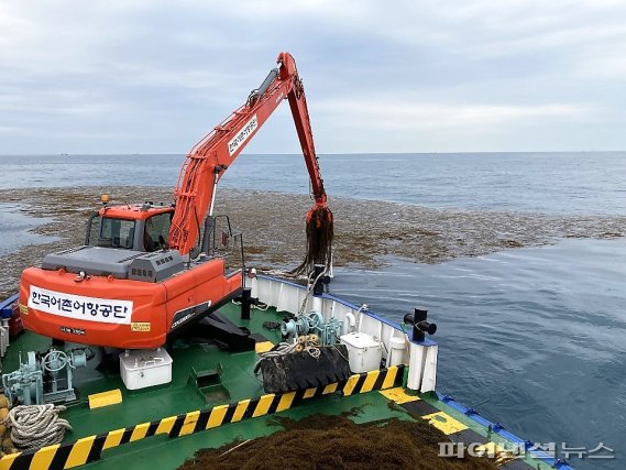 제주도 연안으로 밀려든 중국발 괭생이모자반 수거작업. [제주도 제공]