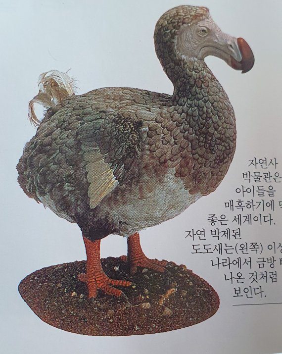옥스포드 박물관에 전시중인 도도새 표본. 출판사 시공디스커버리 제공