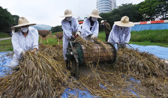 양재천 보리 수확