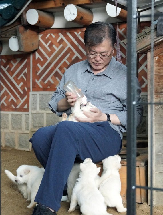 文대통령, '김정은 선물' 풍산개 새끼 7마리 공개