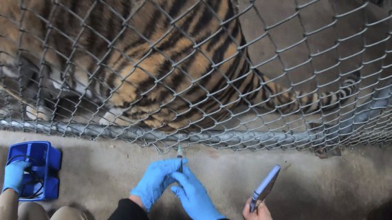 지난 1일(현지시간) 미국 캘리포니아주 오클랜드의 동물원에서 호랑이가 코로나19 백신을 접종받고 있다.AP뉴시스