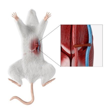 KIST 연구진이 개발한 인공혈관 플랫폼을 이용해 돼지의 혈관 내피세포로 이뤄진 인공 돼지 혈관을 만들었다. 이 인공혈관을 사람의 면역반응을 가진 생쥐 모델에 이식해 부작용 여부를 실험했다.KIST 제공