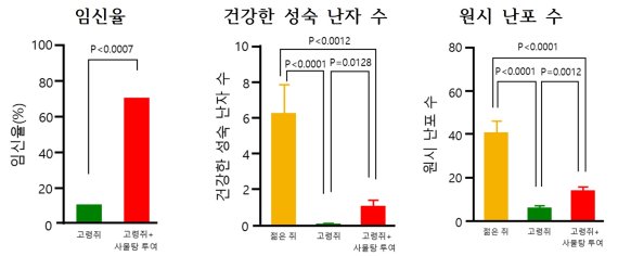 [1일IT템] 늙은 실험쥐에 사물탕 먹이니 임신율이 올랐다