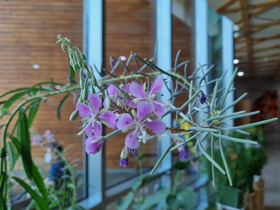 희귀식물 ‘분홍바늘꽃’(백두대간수목원 제공) © 뉴스1