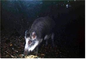 한라산서 포착된 멧돼지. (사진제공=제주도) © News1