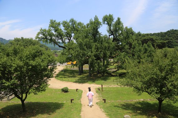 도동서원 앞뜰에 심어져 있는 400년 된 아름드리 은행나무