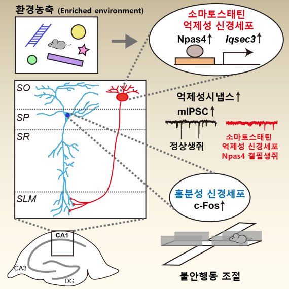 불안장애 조절하는 뇌 작동원리 밝혀냈다