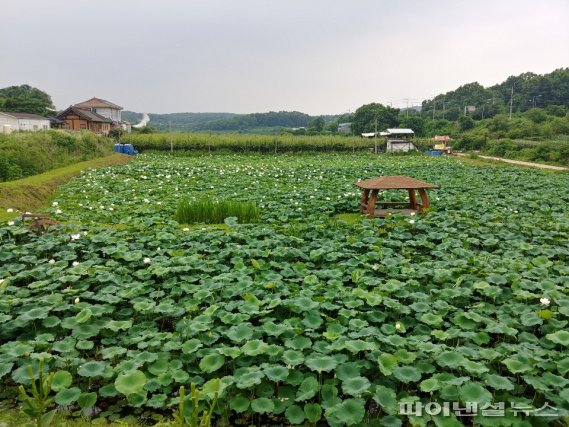 파주시 마을정원 6개선정…주민 화합힐링↑