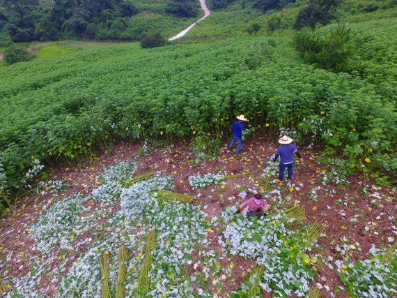 충남 서천군 한산면 모시농가의 모시 재배 모습.