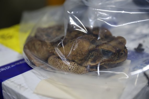 인천본부세관이 집중검사로 단속한 생태계 위협생물인 맹독성 사탕수수두꺼비.