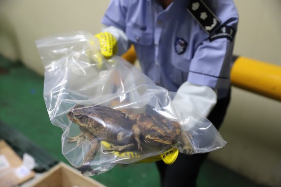 불법 수입과정에서 인천본부세관에 적발된 맹독성 생태계 위협생물 '사탕수수 두꺼비'.