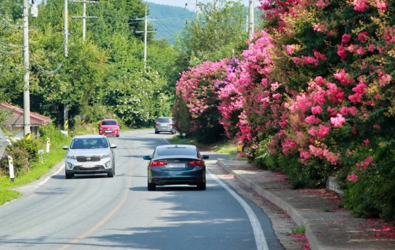 "뜨겁던 여름이 꽃으로 피어"…충남 태안 백일홍 '붉은 향연'