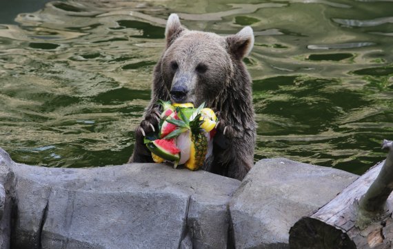 지난 해 8월 서울대공원에서 유럽 불곰이 얼린 과일을 먹고 있다. /사진=서울대공원