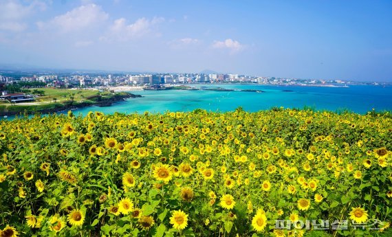 태풍 ‘루핏’ 일본 열도로…‘입추’ 제주, 찜통더위 계속