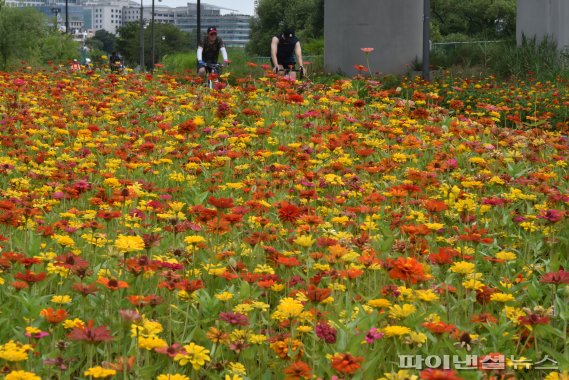 백일홍 만발한 중랑천