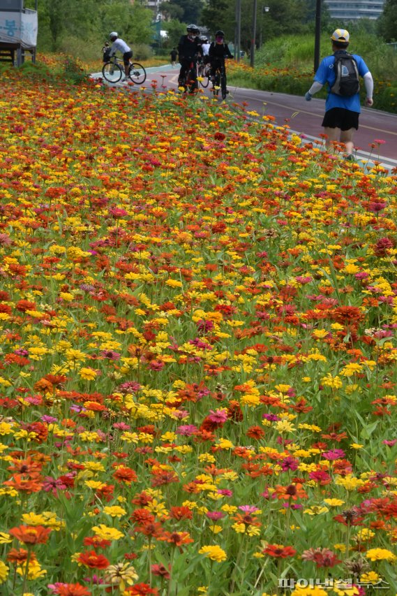 백일홍 만개한 중랑천