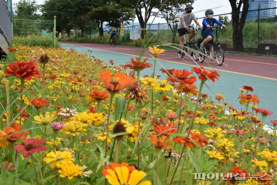 중랑천 산책로는 꽃말이 행복인 꽃이 한가득