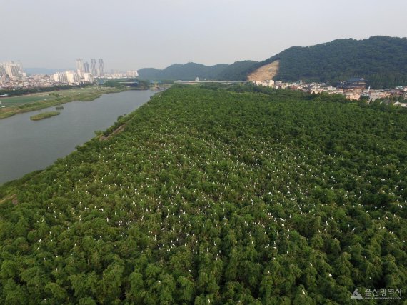 울산 태화강에서 '중대백로' 이소 전 과정 영상에 담아