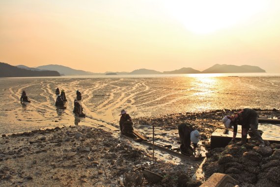 [남도 둘러보기]30년 순천만 보전 노력 세계유산 지정으로 꽃피다