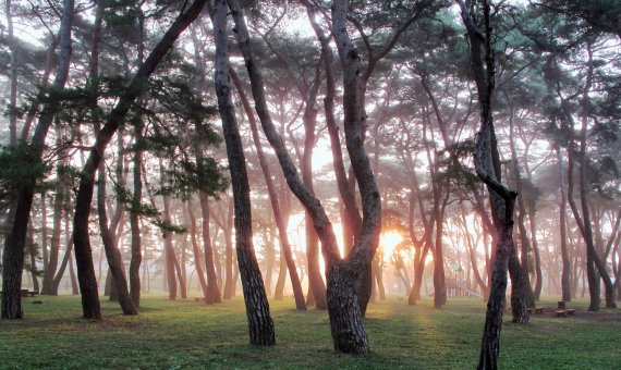 송림공원 전경. 하동군 제공