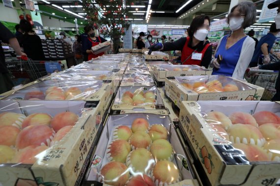 가을장마와 추석을 앞둔 영향으로 과일값이 오르고 있는 가운데 22일 시민들이 서울시내의 한 대형마트에서 과일을 고르고 있다. 사과는 10개 기준 소매 가격이 3만 256원으로 1년 전보다 14% 올랐고, 낙과 피해가 컸던 배는 비축량이 많지 않아 47% 뛰었다. 복숭아도 지난해보다 43% 올랐다. 과일값은 가을장마와 태풍의 변수가 있어 햇과일이 나와도 추석 때까지 상승세가 유지될 것이란 전망이다. 사진=박범준 기자