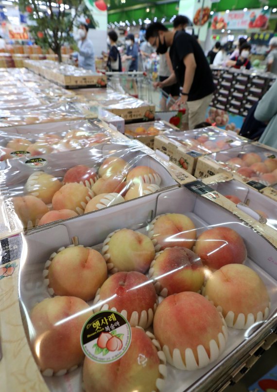 가을장마와 추석을 앞둔 영향으로 과일값이 오르고 있는 가운데 22일 시민들이 서울시내의 한 대형마트에서 과일을 살펴보고 있다. 사과는 10개 기준 소매 가격이 3만 256원으로 1년 전보다 14% 올랐고, 낙과 피해가 컸던 배는 비축량이 많지 않아 47% 뛰었다. 복숭아도 지난해보다 43% 올랐다. 과일값은 가을장마와 태풍의 변수가 있어 햇과일이 나와도 추석 때까지 상승세가 유지될 것이란 전망이다. 사진=박범준 기자