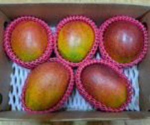 ▲부산시 농업기술센터의 아열대 과수 실증시범포에서 생산된 애플망고. /사진=부산시