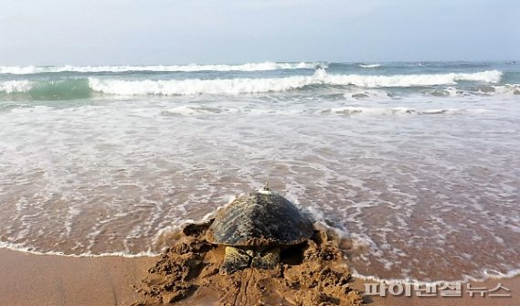 제주 색달중문해변에서 방류되는 바다거북 [해양환경공단 제공]