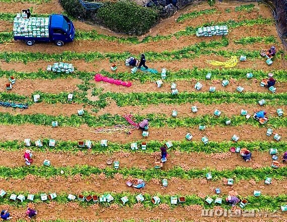 당근·양배추·브로콜리 가격 급락…제주도, 차액 90% 지원