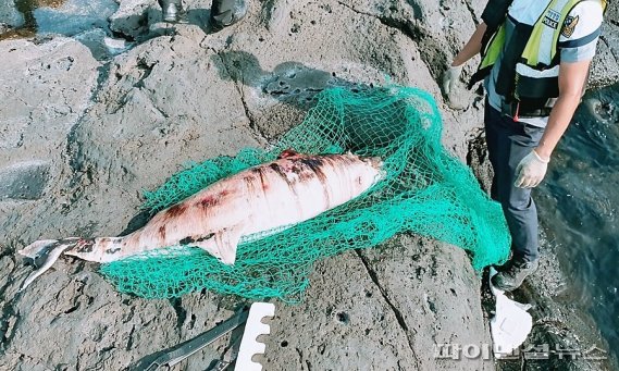 서귀포서 '제주남방큰돌고래' 사체 발견…지자체에 인계