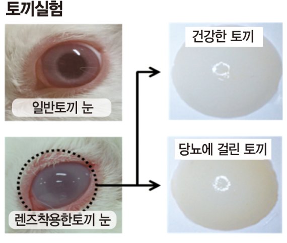 스마트 콘택트렌즈가 당뇨 있는 토끼눈에서 노란색으로 변했다. 이동윤 교수 제공