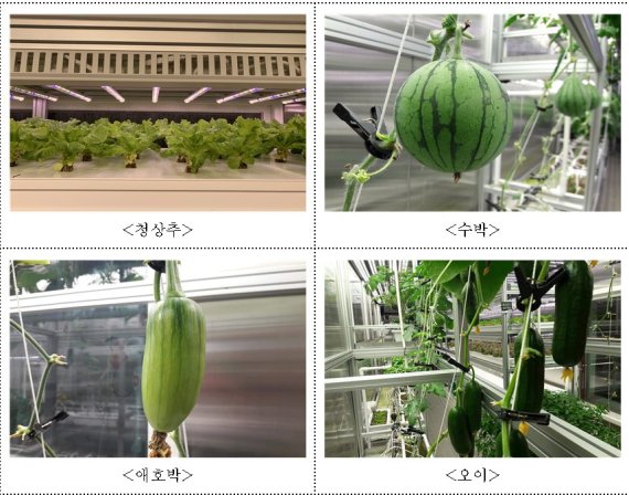 남극세종과학기지 실내농장 관련 사진. /사진=농촌진흥청