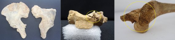 왼쪽부터 3호 유해(복자 권상연 야고보)의 골반골, 5호 유해(복자 윤지충 바오로) 다섯째 목뼈 예기 손상, 8호 유해(복자 윤지헌 프란치스코) 양쪽 위 팔뼈 예기 손상