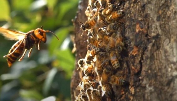 꿀벌을 주위를 날고 있는 말벌.(여수소방서 제공)/뉴스1 © News1 지정운 기자