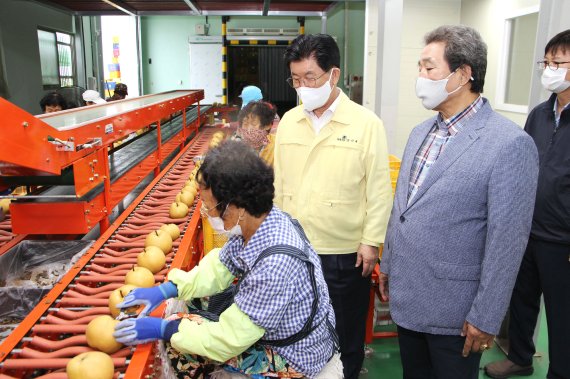 [나주=뉴시스] 이창우 기자= 추석을 보름여 앞두고 나주시조합공동사업법인 산지거점유통센터(APC) 선과장에서 신고배 출하 작업이 한창인 가운데 강인규 나주시장(왼쪽 두 번째) 등이 선과 과정을 살펴보고 있다. (사진=나주시 제공) 2021.09.03 photo@newsis.com *재판매 및 DB 금지