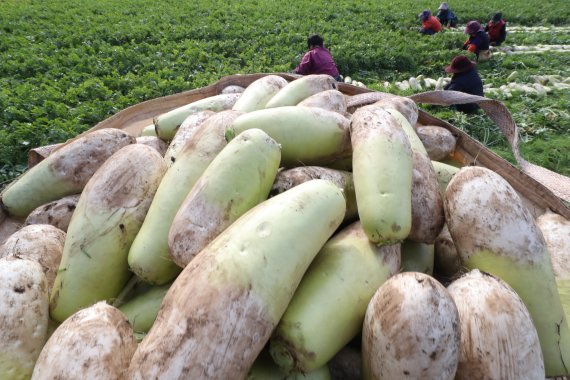 제주 서귀포시 성산읍 한 무밭에서 농부들이 월동무를 수확하고 있다.월동무 과잉생산은 제주 농작물의 고질적인 문제다(뉴스1DB)© News1