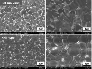 유전자를 조작한 박테리오파지가 페로브스카이트 결정을 크고 균일하게 결함시킨다. 유전자를 변형시키지 않은 박테리오파지(위)보다 KKK-type의 박테리오파지가 가장 성능이 우수한 페로브스카이트 태양전지를 만들어냈다. 성균관대 전일 교수 제공