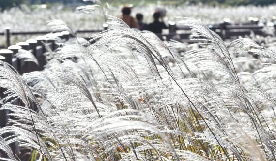 [대구=뉴시스] 이무열 기자 = 완연한 가을날씨를 보인 6일 대구 달서구 대명유수지를 찾은 시민들이 깊어가는 가을을 만끽하며 바람에 흔들리는 억새 사이를 산책하고 있다. 2020.10.06.lmy@newsis.com