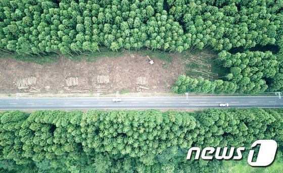 제주도의회, 환경훼손 논란 '제주 비자림로' 공사 재개 촉구