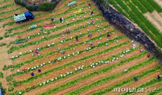 농협, 비료값 14.8% 인상…제주 월동채소농가 ‘화들짝’