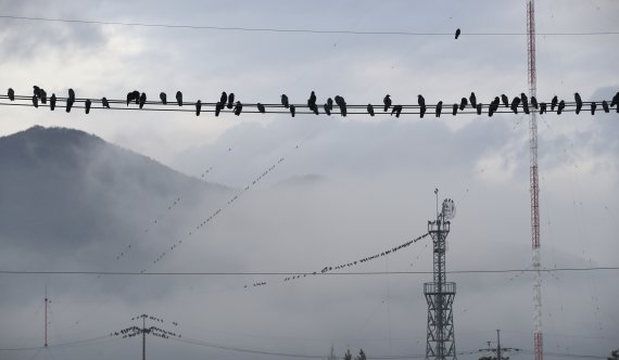 안개가 낀 울산 울주군 선바위교 주변으로 떼까마귀가 전선에 앉아 휴식하는 모습. (자료사진) /뉴스1 © News1 윤일지 기자