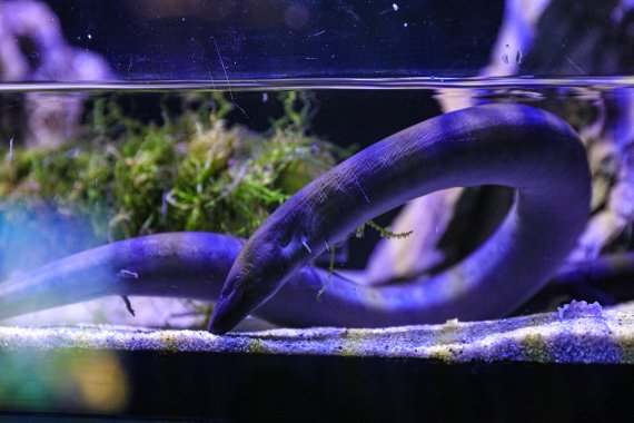 단양나누리아쿠아리움에 새로 입식한 양서파충류 임피우마.(단양군 제공)© 뉴스1