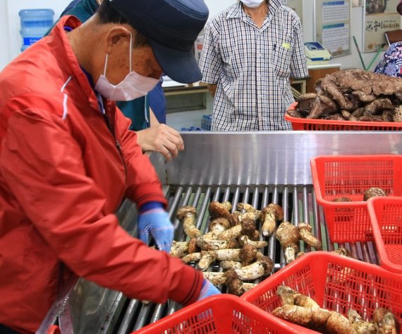 강원도 양양송이 본격 출하