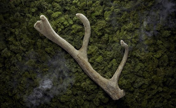 [서울=뉴시스]녹용. (사진= 자생한방병원 제공) 2021.09.09